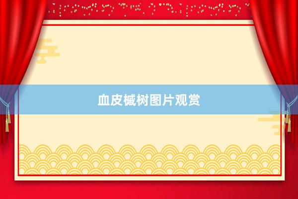 血皮槭树图片观赏
